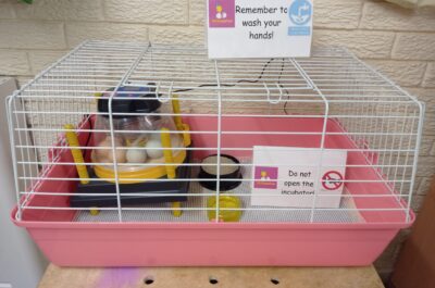 We are on chick-watch at the nursery! We are eagerly waiting for some chicks to hatch.