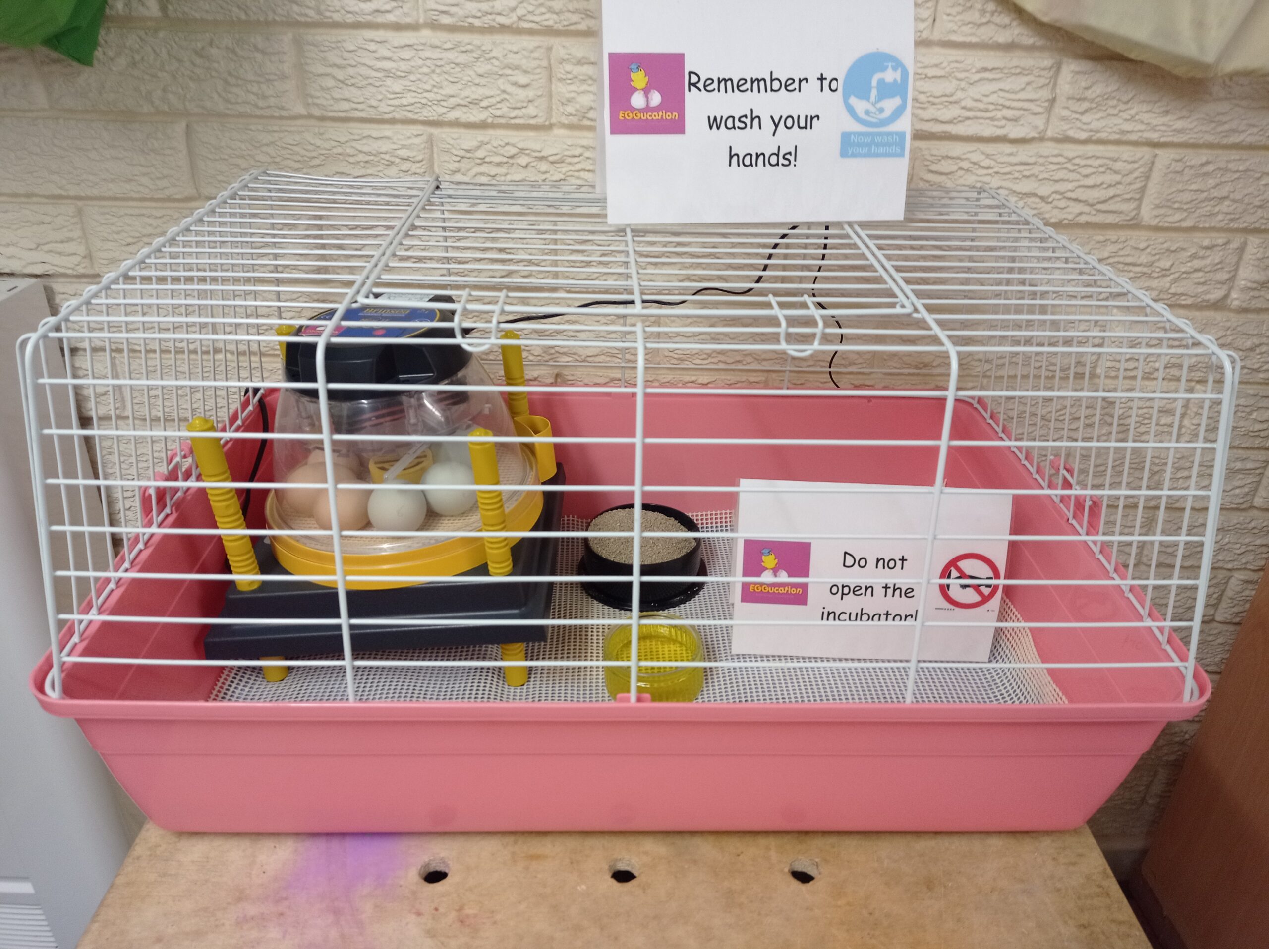 We are on chick-watch at the nursery! We are eagerly waiting for some chicks to hatch.