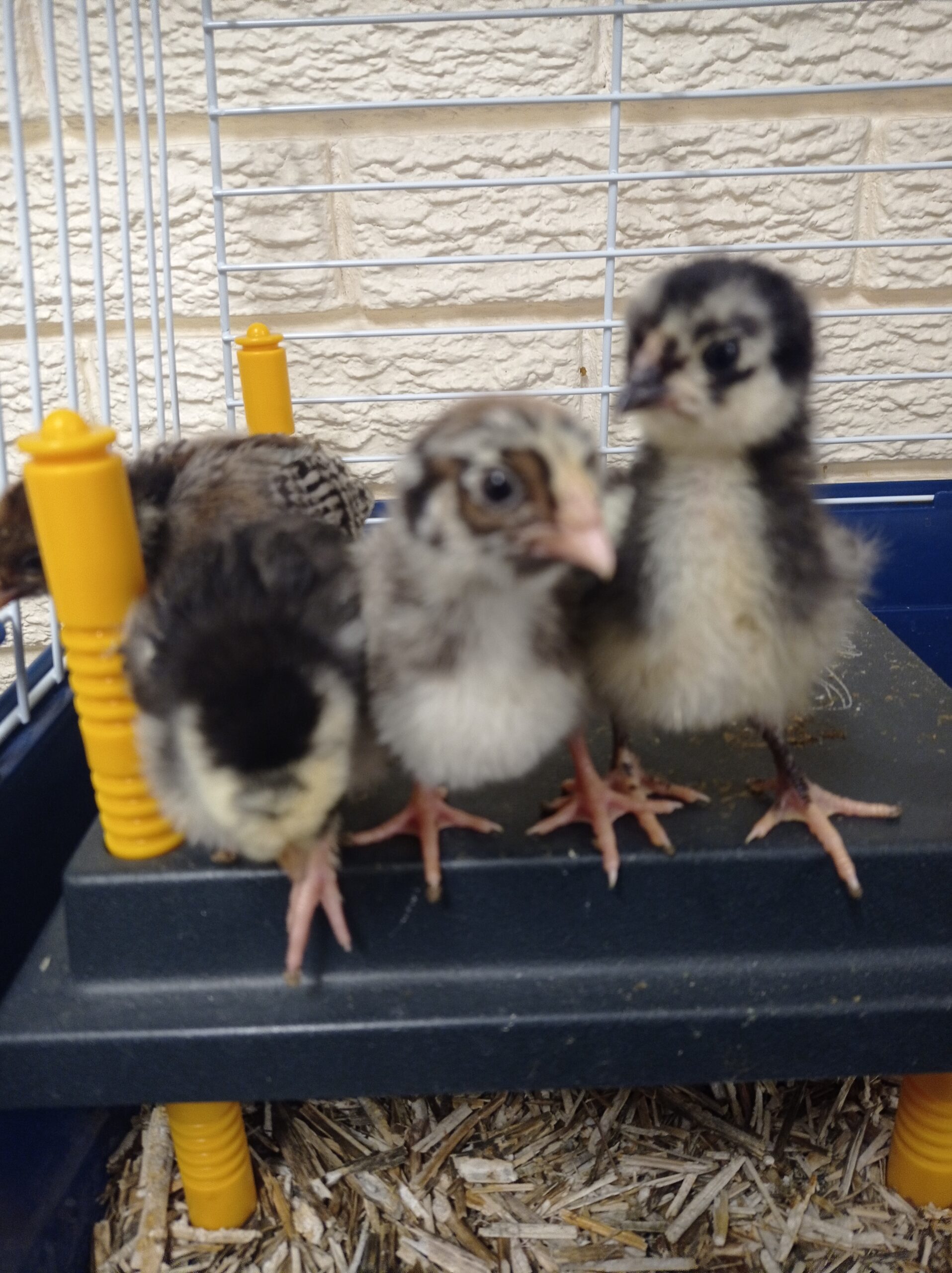 The chicks have hatched!